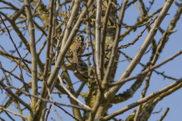 Ağaç Dalında Bir Kuş — Stok fotoğraf