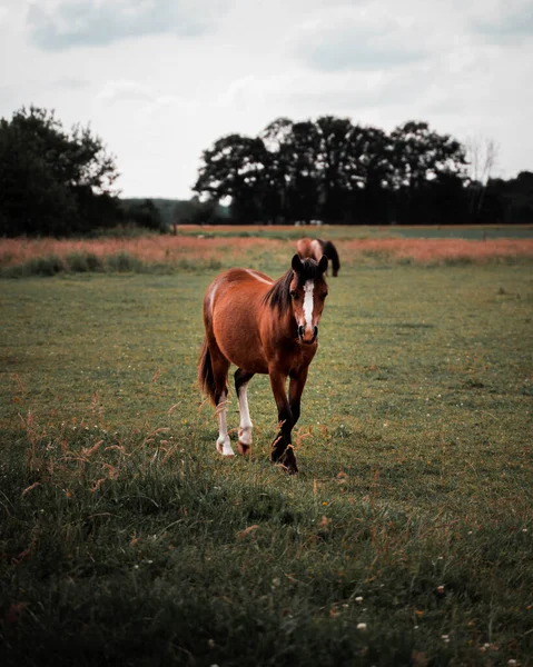 Pferd Auf Dem Feld — Stockfoto