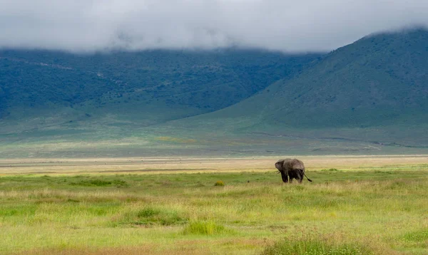 Kenya Savanındaki Afrika Filleri — Stok fotoğraf
