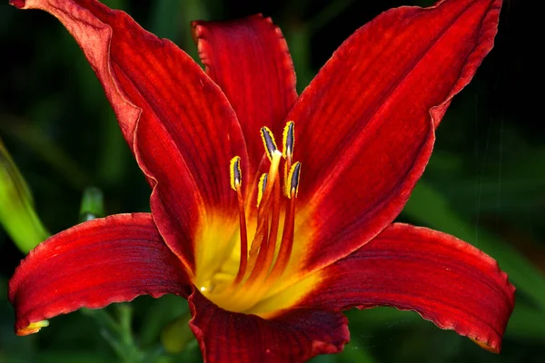Vacker Röd Lilja Blomma Trädgården — Stockfoto