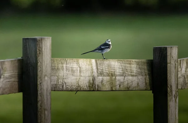Parktaki Çitin Üzerinde Bir Kuş Oturuyor — Stok fotoğraf