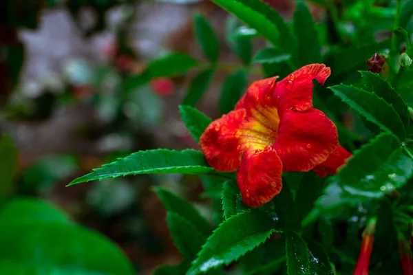 Belle Fleur Rouge Dans Jardin — Photo