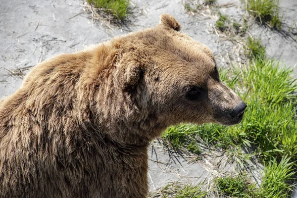 Orso Bruno Nella Foresta — Foto Stock