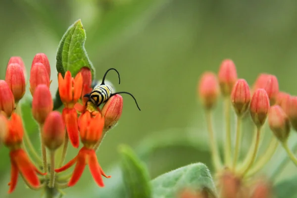 Een Closeup Shot Van Een Bij Een Bloem — Stockfoto