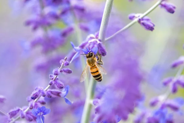 Pollen Abeille Sur Une Fleur — Photo