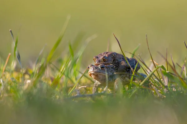 緑の草の中のカエル — ストック写真