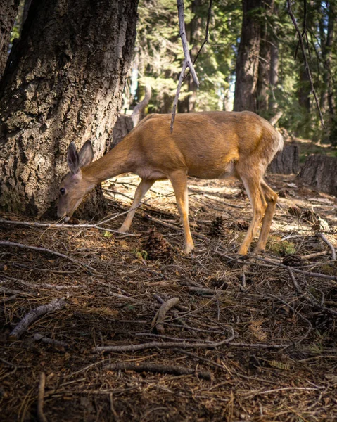 Ciervos Bosque —  Fotos de Stock