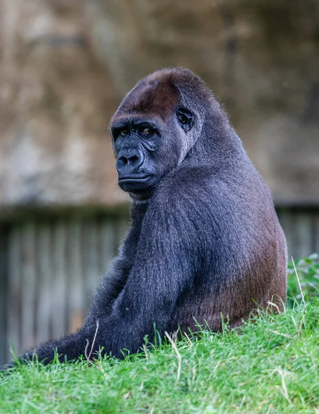 Gros Plan Gorille Assis Sur Rocher — Photo