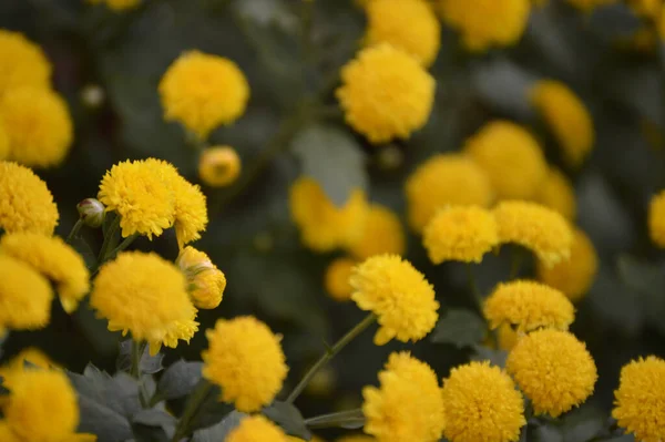 Sárga Krizantém Virágok Kertben — Stock Fotó