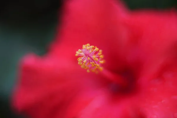 Bela Flor Vermelha Jardim — Fotografia de Stock