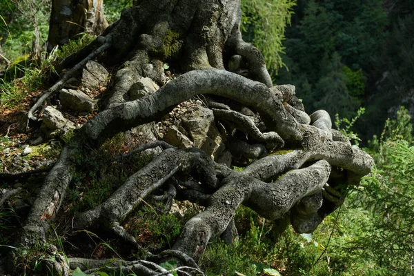 Крупним Планом Знімок Стовбура Дерева — стокове фото