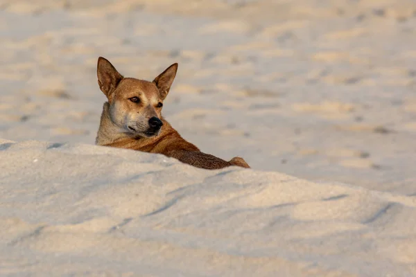 Cane Nella Sabbia Sulla Spiaggia — Foto Stock