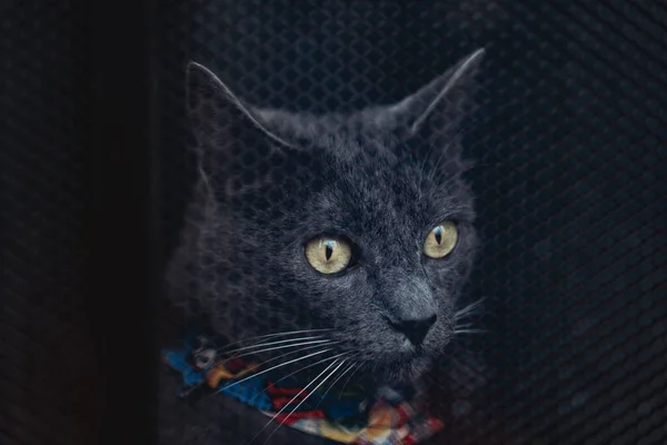 Gato Quarto — Fotografia de Stock