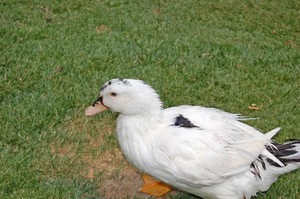 Oie Blanche Sur Herbe — Photo