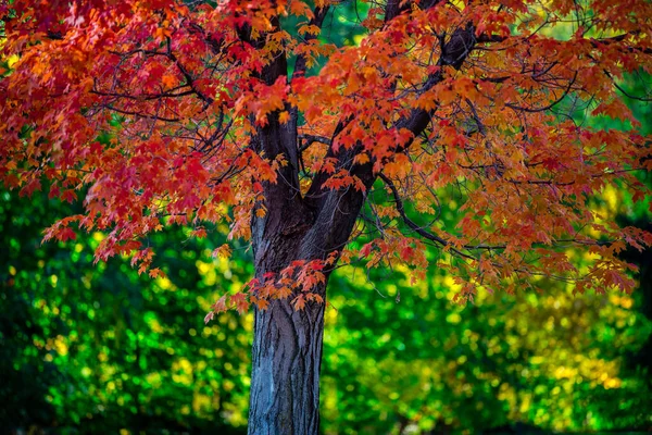 Outono Paisagem Com Folhas Coloridas — Fotografia de Stock