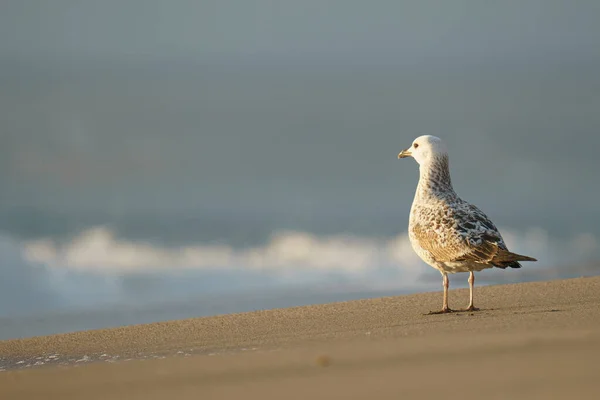 Mewa Plaży — Zdjęcie stockowe