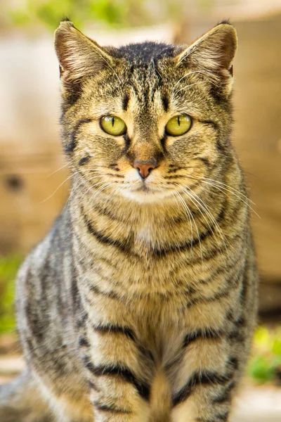Портрет Красивої Кішки Таббі Шукає Їжу Вулиці — стокове фото