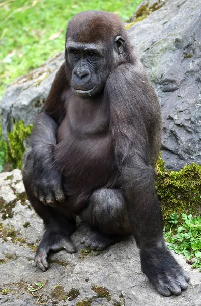 Gorila Zoológico — Foto de Stock