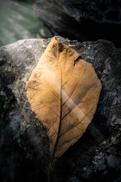 秋天树叶 秋天植物 — 图库照片