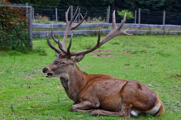 Ein Schöner Hirsch Wald — Stockfoto