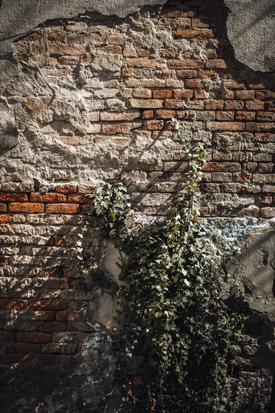 Oude Bakstenen Muur Met Een Plant — Stockfoto