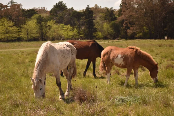 Uma Manada Cavalos Pastando Prado — Fotografia de Stock