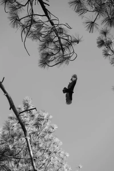 Photo Noir Blanc Oiseau — Photo