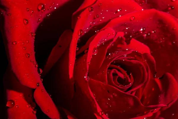 Красива Червона Троянда Краплями Води Крупним Планом — стокове фото