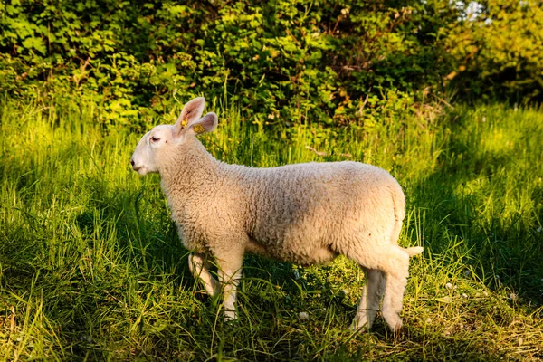 Owce Łące — Zdjęcie stockowe