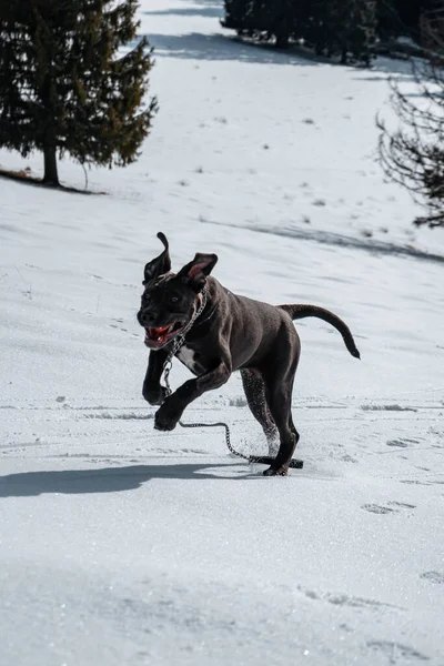 雪に覆われた木々の上を走る黒い髪の犬 — ストック写真