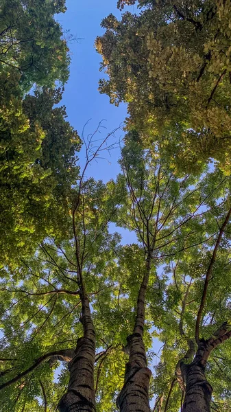 Hermosa Vista Del Bosque — Foto de Stock