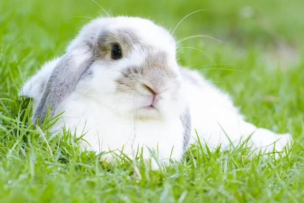 Niedliche Kleine Kaninchen Gras — Stockfoto