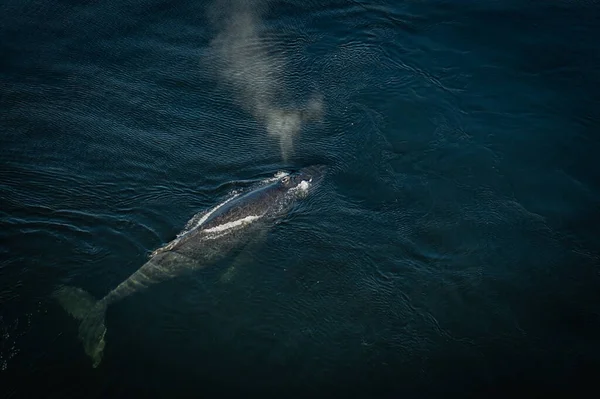 Eau Mer Avec Baleine — Photo