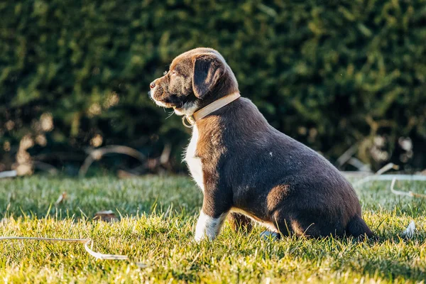 Ładny Pies Trawie — Zdjęcie stockowe