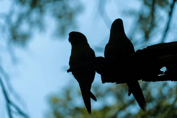 Ein Vogel Park — Stockfoto