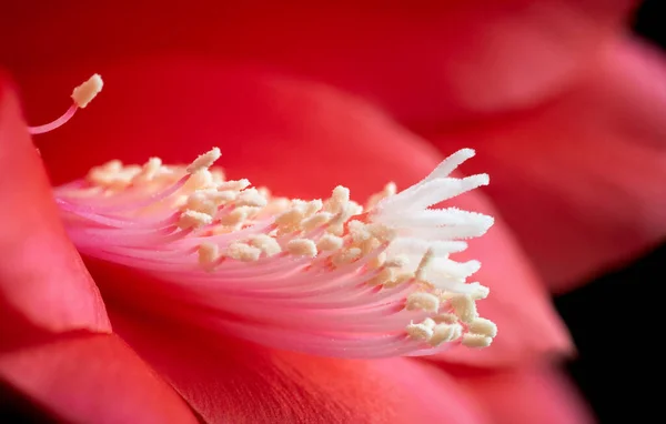Close Red Flower — Stock Photo, Image