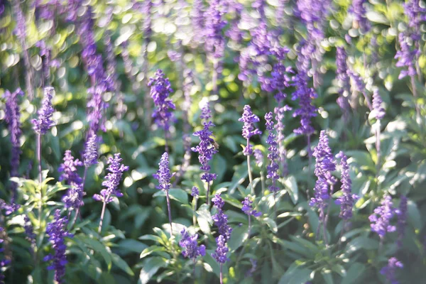 Güneşli Yaz Gününde Bahçede Lavanta Çiçekleri Doğal Arkaplan — Stok fotoğraf