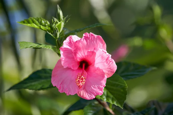 Beautiful Pink Hibiscus Flower Garden — Stock Photo, Image