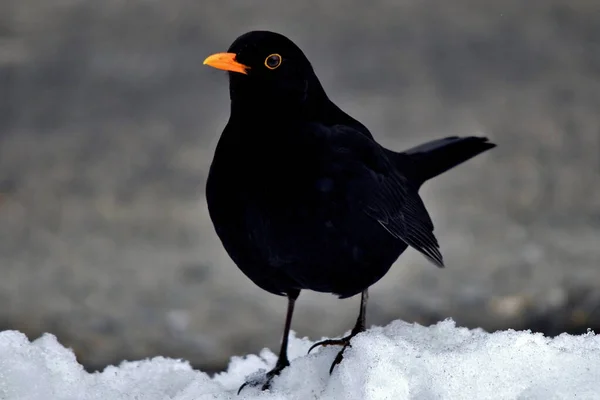 Manchot Tête Noire Mangeant Neige — Photo