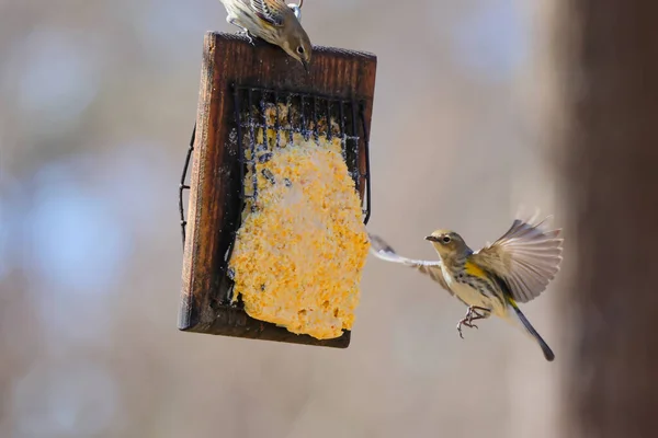 Oiseau Est Assis Sur Une Branche Arbre Dans Forêt — Photo