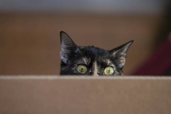 Gato Blanco Negro Con Una Caja —  Fotos de Stock