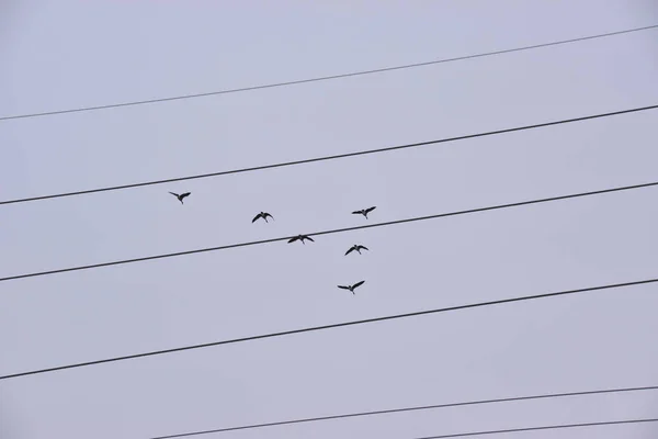 Vögel Auf Dem Dach Des Hauses — Stockfoto