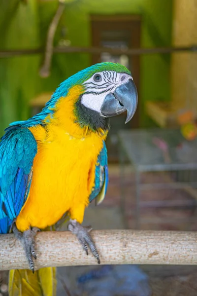 Папуга Зоопарку — стокове фото