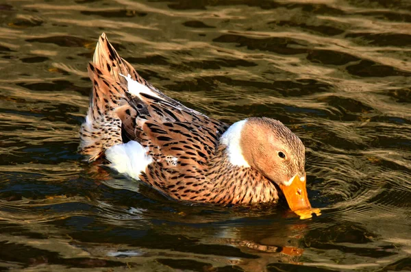 Duck Water — Stock Photo, Image