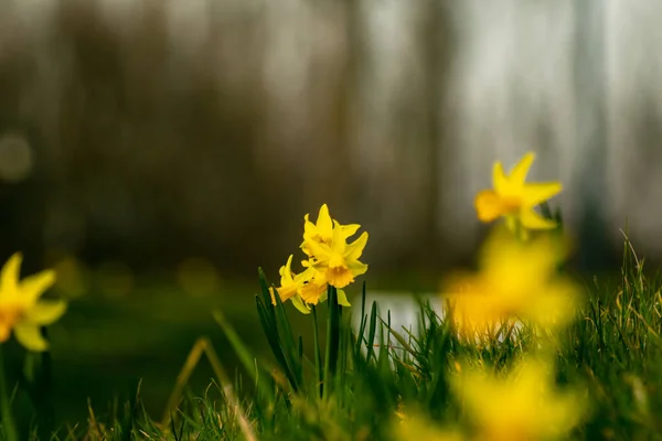 Żółte Żonkile Wiosennym Lesie — Zdjęcie stockowe