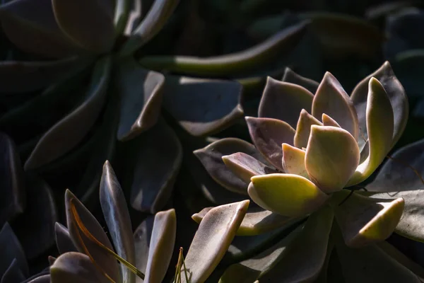 Hermoso Plano Botánico Fondo Pantalla Natural — Foto de Stock