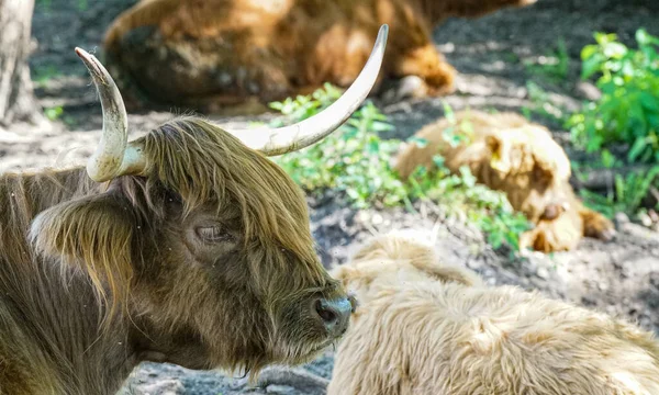 Gros Plan Une Vache Dans Les Montagnes — Photo