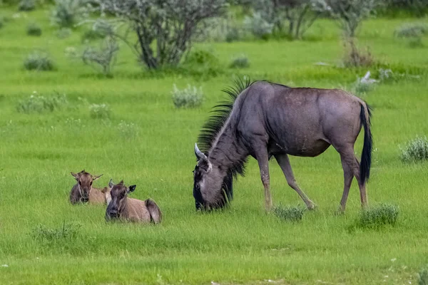 Een Kudde Wilde Dieren Savanne Van Kenya — Stockfoto
