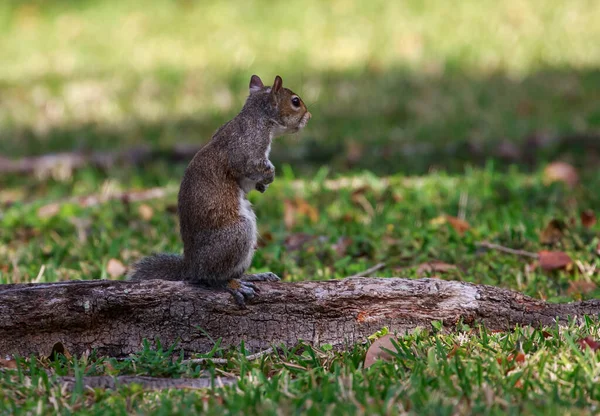 Squirrel Ground — Stock Photo, Image