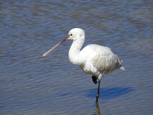 Garza Blanca Agua — Foto de Stock